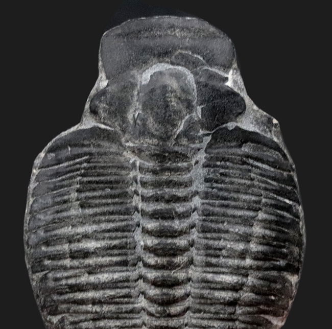 最も有名な三葉虫、３センチ超えのビッグサイズ！米国ユタ州産三葉虫、エルラシア・キンギ（Elrathia kingi）の化石（その3）