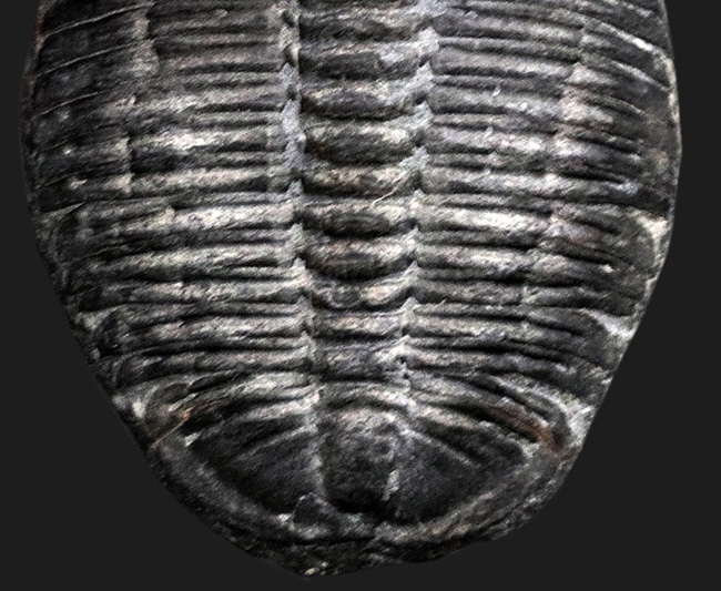 最も有名な三葉虫、3センチ超えのビッグサイズ!米国ユタ州産三葉虫、エルラシア・キンギ(Elrathia kingi)の化石(その4)