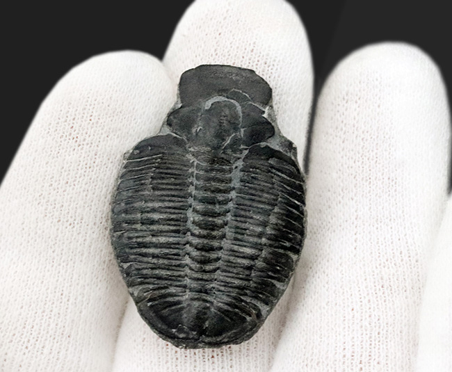 最も有名な三葉虫、3センチ超えのビッグサイズ!米国ユタ州産三葉虫、エルラシア・キンギ(Elrathia kingi)の化石(その5)