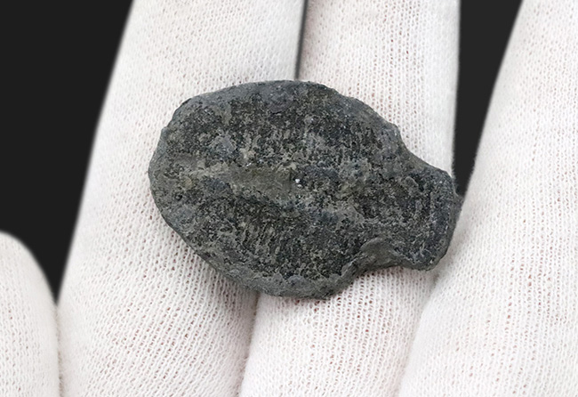最も有名な三葉虫、3センチ超えのビッグサイズ!米国ユタ州産三葉虫、エルラシア・キンギ(Elrathia kingi)の化石(その6)