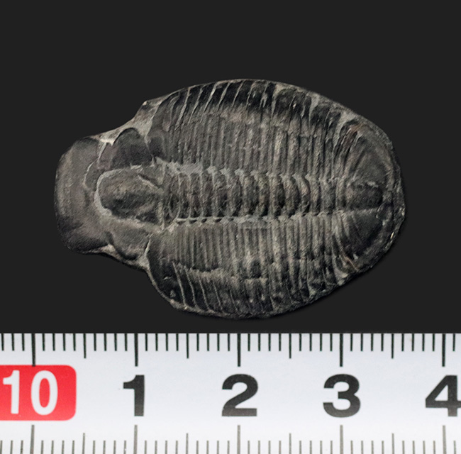 最も有名な三葉虫、３センチ超えのビッグサイズ！米国ユタ州産三葉虫、エルラシア・キンギ（Elrathia kingi）の化石（その7）
