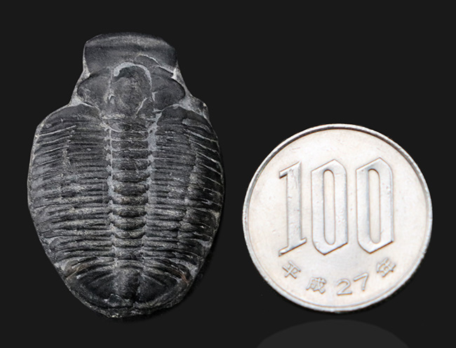 最も有名な三葉虫、３センチ超えのビッグサイズ！米国ユタ州産三葉虫、エルラシア・キンギ（Elrathia kingi）の化石（その8）