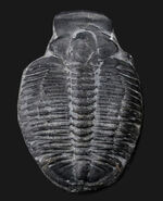 最も有名な三葉虫、３センチ超えのビッグサイズ！米国ユタ州産三葉虫、エルラシア・キンギ（Elrathia kingi）の化石