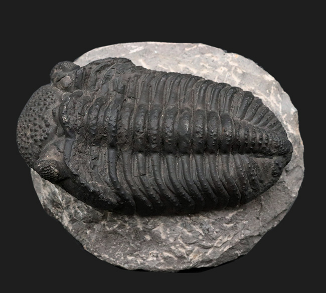 まさにメガサイズ！カーブ計測で１６センチ！モロッコのデボン紀の地層で採集された巨大三葉虫、ドロトプス・メガロマニクス（Drotops megalomanicus）の上質化石（その1）