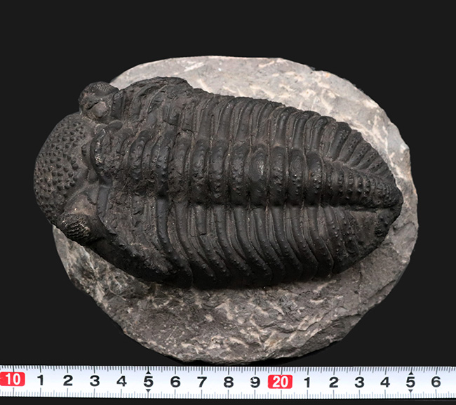 まさにメガサイズ！カーブ計測で１６センチ！モロッコのデボン紀の地層で採集された巨大三葉虫、ドロトプス・メガロマニクス（Drotops megalomanicus）の上質化石（その14）