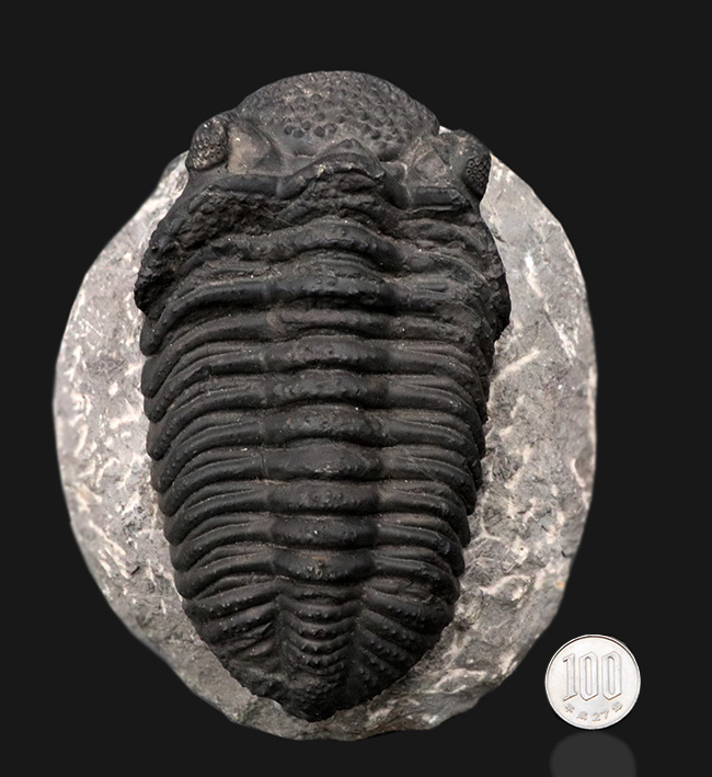 まさにメガサイズ！カーブ計測で１６センチ！モロッコのデボン紀の地層で採集された巨大三葉虫、ドロトプス・メガロマニクス（Drotops megalomanicus）の上質化石（その15）