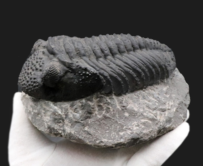 まさにメガサイズ！カーブ計測で１６センチ！モロッコのデボン紀の地層で採集された巨大三葉虫、ドロトプス・メガロマニクス（Drotops megalomanicus）の上質化石（その3）