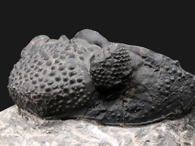 まさにメガサイズ！カーブ計測で１６センチ！モロッコのデボン紀の地層で採集された巨大三葉虫、ドロトプス・メガロマニクス（Drotops megalomanicus）の上質化石（その4）