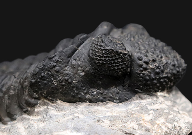 まさにメガサイズ！カーブ計測で１６センチ！モロッコのデボン紀の地層で採集された巨大三葉虫、ドロトプス・メガロマニクス（Drotops megalomanicus）の上質化石（その5）