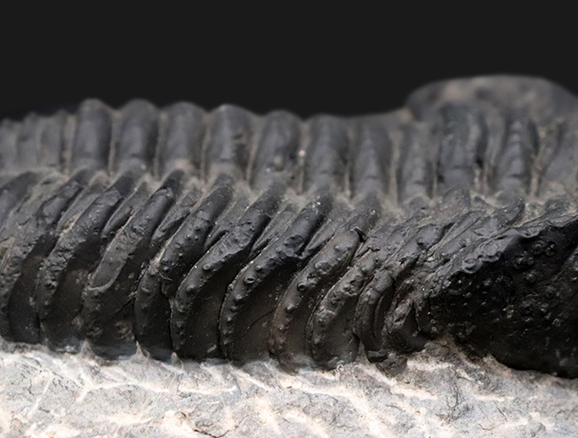 まさにメガサイズ！カーブ計測で１６センチ！モロッコのデボン紀の地層で採集された巨大三葉虫、ドロトプス・メガロマニクス（Drotops megalomanicus）の上質化石（その6）