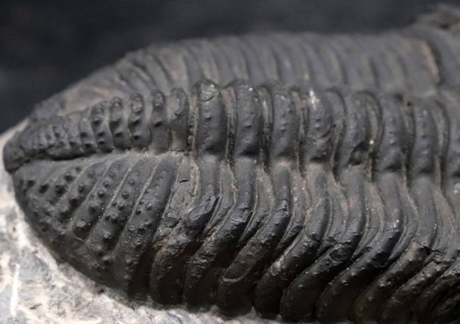まさにメガサイズ！カーブ計測で１６センチ！モロッコのデボン紀の地層で採集された巨大三葉虫、ドロトプス・メガロマニクス（Drotops megalomanicus）の上質化石（その7）