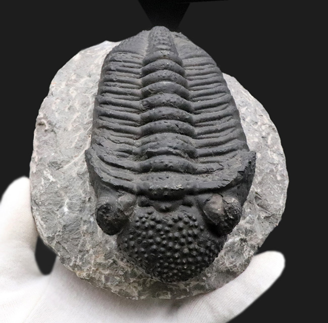 まさにメガサイズ!カーブ計測で16センチ!モロッコのデボン紀の地層で採集された巨大三葉虫、ドロトプス・メガロマニクス(Drotops megalomanicus)の上質化石(その8)