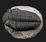 まさにメガサイズ！カーブ計測で１６センチ！モロッコのデボン紀の地層で採集された巨大三葉虫、ドロトプス・メガロマニクス（Drotops megalomanicus）の上質化石