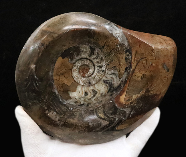 直径最大部16センチ級、ド迫力の大判ゴニアタイト(Goniatite)の化石(その4)