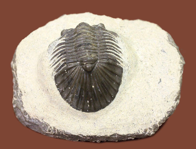 扇子のような尾板が特徴的な、モロッコ産三葉虫スカブリスクテラム・ファーシフェラム（Scabriscutellum furciferum）（その1）
