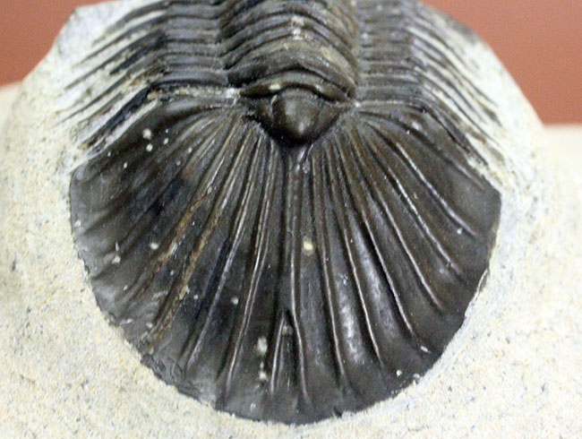 扇子のような尾板が特徴的な、モロッコ産三葉虫スカブリスクテラム・ファーシフェラム（Scabriscutellum furciferum）（その3）