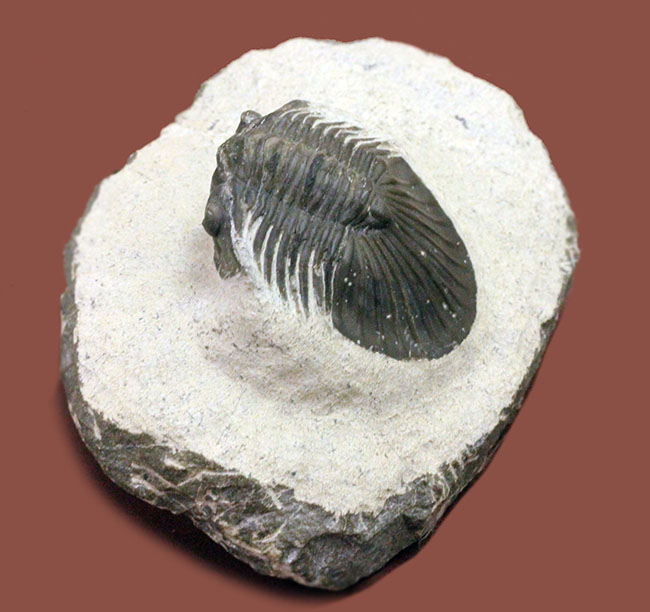 扇子のような尾板が特徴的な、モロッコ産三葉虫スカブリスクテラム・ファーシフェラム（Scabriscutellum furciferum）（その4）