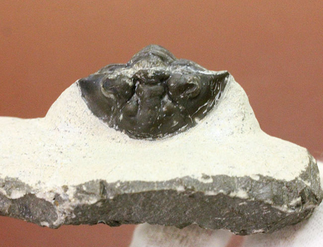 扇子のような尾板が特徴的な、モロッコ産三葉虫スカブリスクテラム・ファーシフェラム（Scabriscutellum furciferum）（その8）