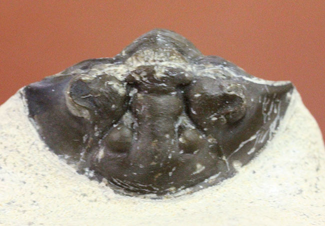 扇子のような尾板が特徴的な、モロッコ産三葉虫スカブリスクテラム・ファーシフェラム（Scabriscutellum furciferum）（その9）