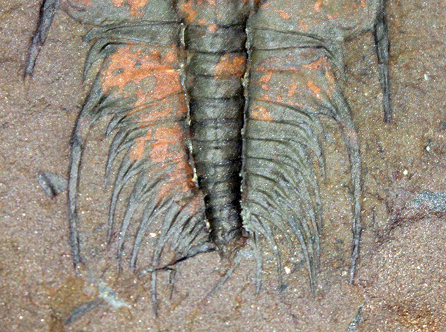 ポジ・ネガどちらも素晴らしい。圧倒的保存状態。最古の三葉虫、オレネルス（Olenellus schucherti）のネガポジ標本。グレートコンディション。（その11）