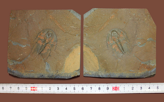 ポジ・ネガどちらも素晴らしい。圧倒的保存状態。最古の三葉虫、オレネルス（Olenellus schucherti）のネガポジ標本。グレートコンディション。（その13）