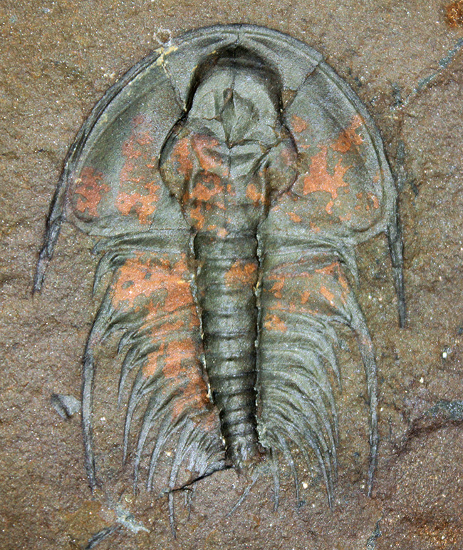 ポジ・ネガどちらも素晴らしい。圧倒的保存状態。最古の三葉虫、オレネルス（Olenellus schucherti）のネガポジ標本。グレートコンディション。（その2）