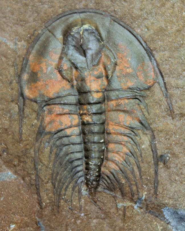 ポジ・ネガどちらも素晴らしい。圧倒的保存状態。最古の三葉虫、オレネルス（Olenellus schucherti）のネガポジ標本。グレートコンディション。（その3）