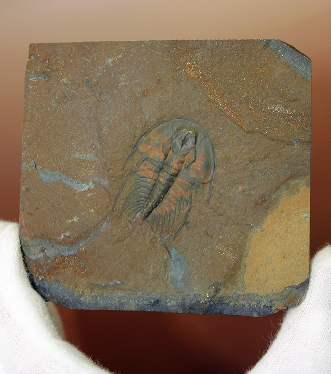 ポジ・ネガどちらも素晴らしい。圧倒的保存状態。最古の三葉虫、オレネルス（Olenellus schucherti）のネガポジ標本。グレートコンディション。（その5）