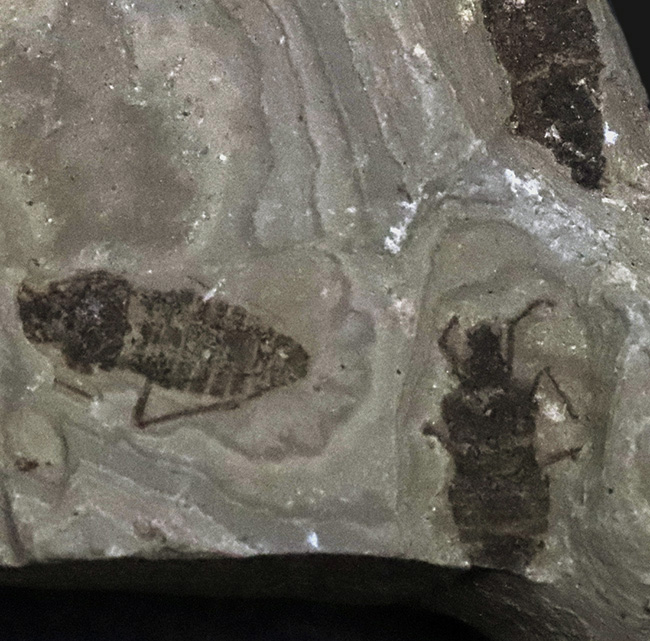 輪郭クッキリ、肉眼で視認可能、熱河生物群に分類される昆虫の化石(Insect fossil)(その1)
