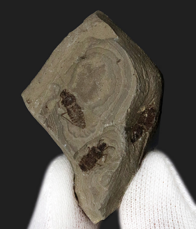 輪郭クッキリ、肉眼で視認可能、熱河生物群に分類される昆虫の化石(Insect fossil)(その3)