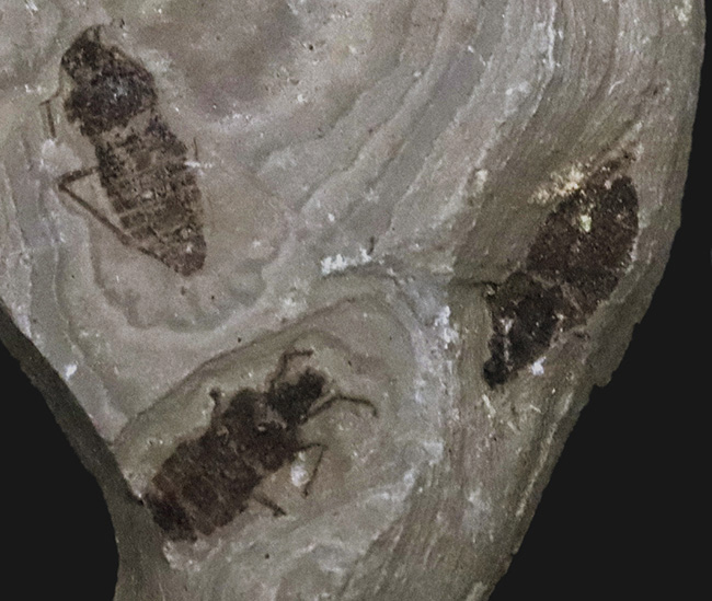 輪郭クッキリ、肉眼で視認可能、熱河生物群に分類される昆虫の化石(Insect fossil)(その4)