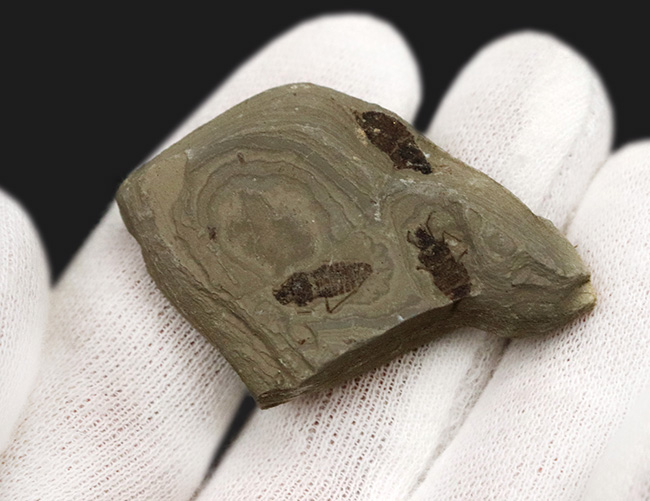 輪郭クッキリ、肉眼で視認可能、熱河生物群に分類される昆虫の化石(Insect fossil)(その5)