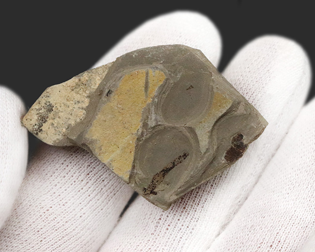 輪郭クッキリ、肉眼で視認可能、熱河生物群に分類される昆虫の化石(Insect fossil)(その6)