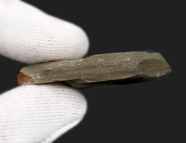 輪郭クッキリ、肉眼で視認可能、熱河生物群に分類される昆虫の化石(Insect fossil)(その7)