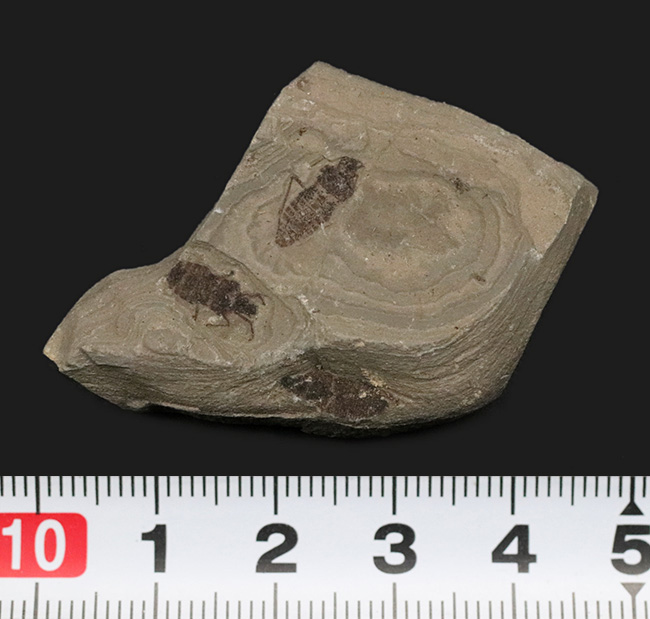 輪郭クッキリ、肉眼で視認可能、熱河生物群に分類される昆虫の化石(Insect fossil)(その8)