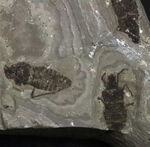 輪郭クッキリ、肉眼で視認可能、熱河生物群に分類される昆虫の化石（Insect fossil）