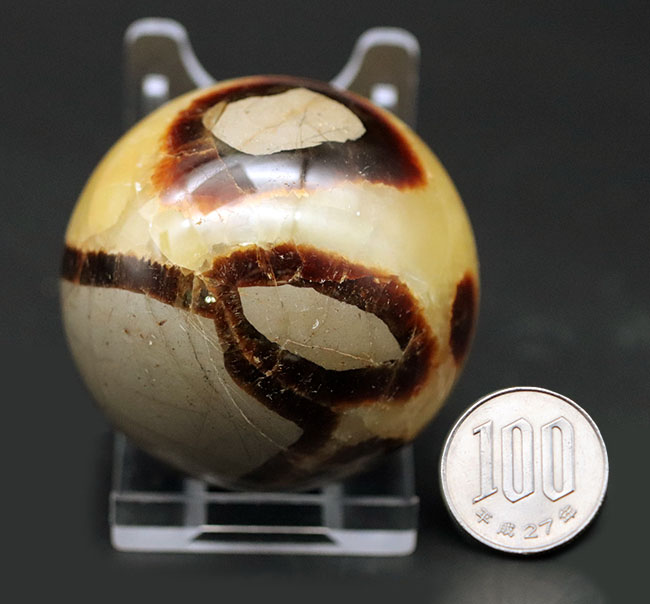 自然が生み出した不思議な鉱物、イエローセプタリアン(Yellow septarian)の珍しいスフィアタイプ(その9)