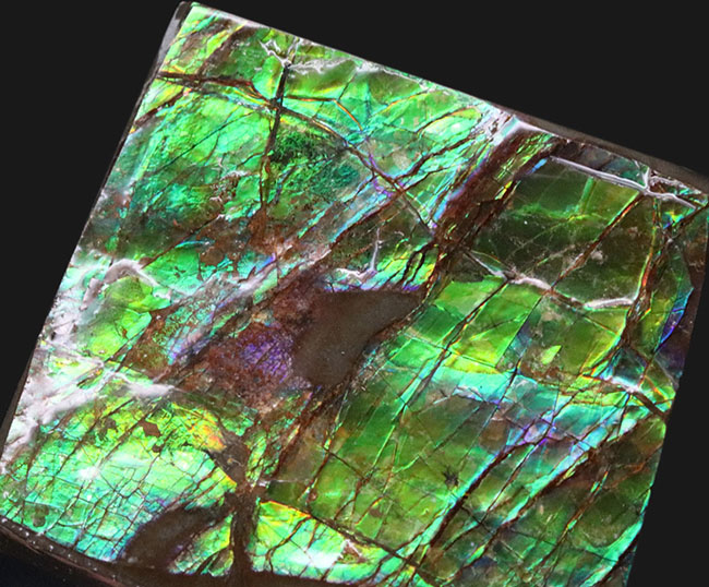 上質!目の醒めるようなグリーン!カナダ産のアンモ”ラ”イト(Ammolite)のピース(その2)