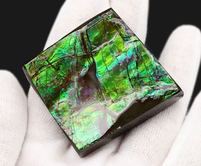 上質!目の醒めるようなグリーン!カナダ産のアンモ”ラ”イト(Ammolite)のピース(その3)