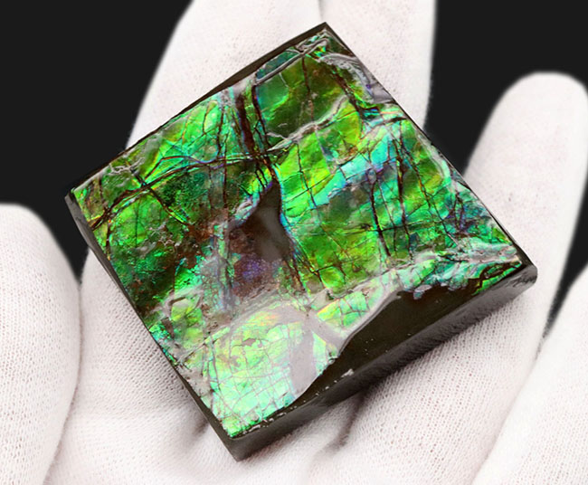 上質！目の醒めるようなグリーン！カナダ産のアンモ”ラ”イト（Ammolite）のピース（その3）