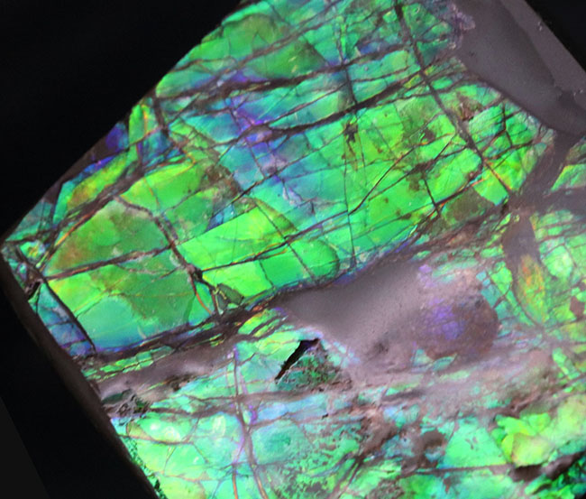 上質!目の醒めるようなグリーン!カナダ産のアンモ”ラ”イト(Ammolite)のピース(その4)