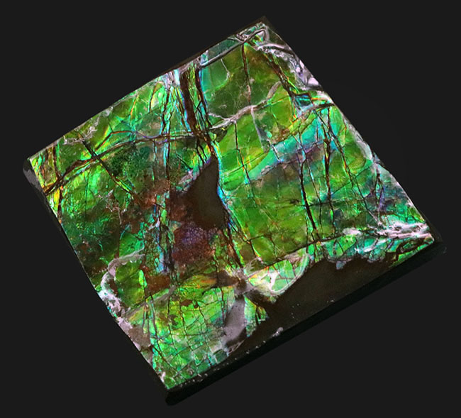 上質!目の醒めるようなグリーン!カナダ産のアンモ”ラ”イト(Ammolite)のピース(その5)