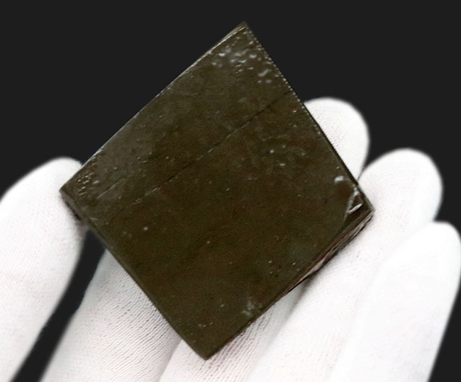 上質!目の醒めるようなグリーン!カナダ産のアンモ”ラ”イト(Ammolite)のピース(その6)