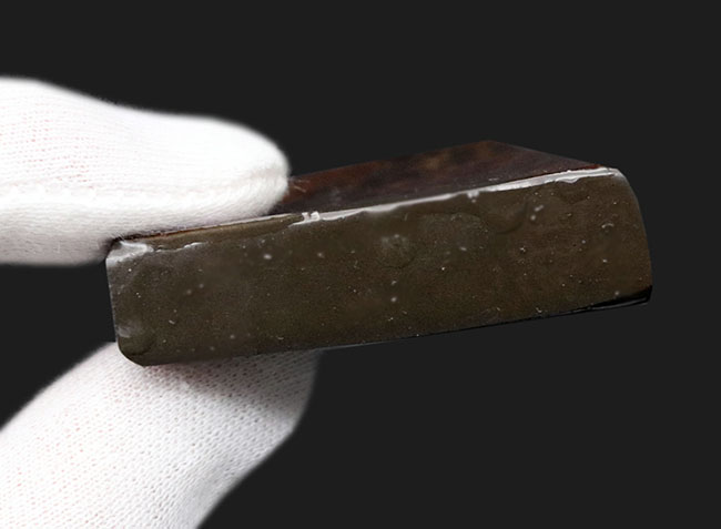 上質!目の醒めるようなグリーン!カナダ産のアンモ”ラ”イト(Ammolite)のピース(その7)