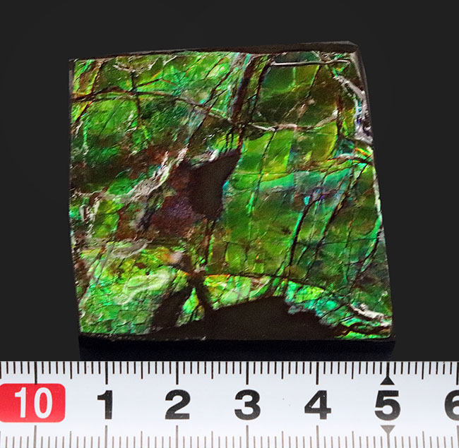 上質！目の醒めるようなグリーン！カナダ産のアンモ”ラ”イト（Ammolite）のピース（その8）