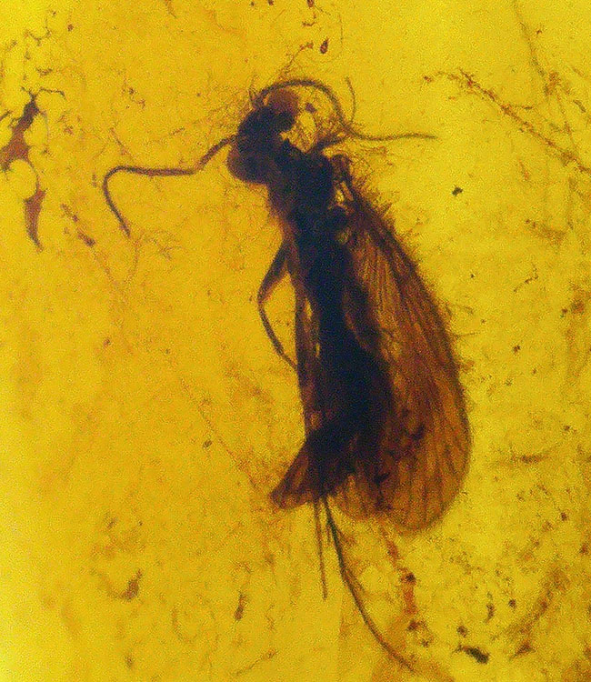 ほぼ完全な形態で虫が保存されている、約1億年前の極めて古い琥珀、バーマイト(Burmite)(その1)