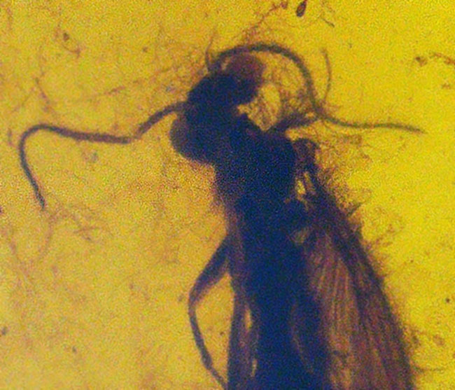 ほぼ完全な形態で虫が保存されている、約1億年前の極めて古い琥珀、バーマイト(Burmite)(その2)