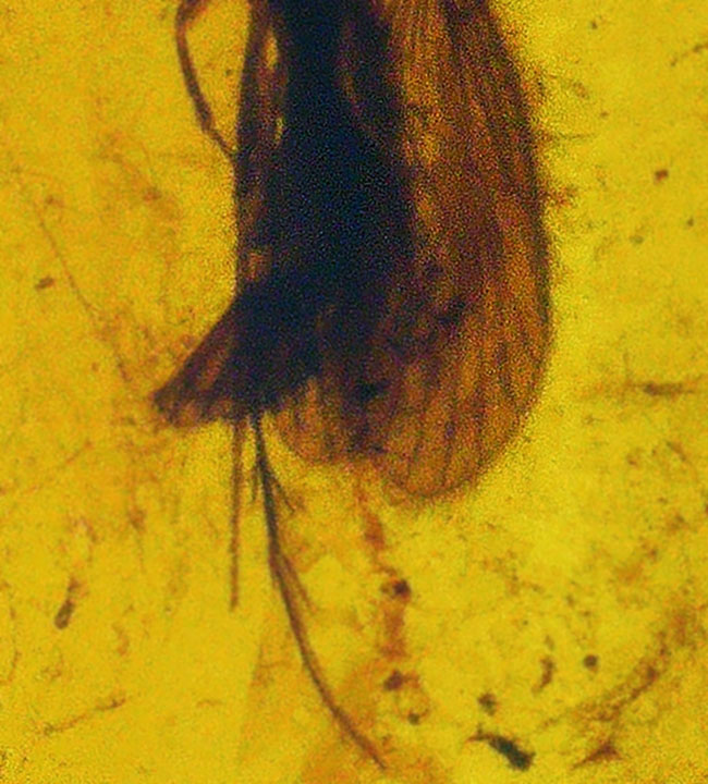ほぼ完全な形態で虫が保存されている、約1億年前の極めて古い琥珀、バーマイト(Burmite)(その3)