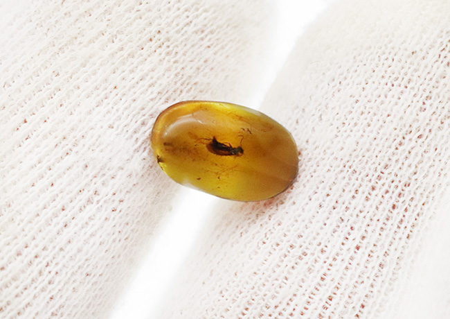 ほぼ完全な形態で虫が保存されている、約1億年前の極めて古い琥珀、バーマイト(Burmite)(その4)