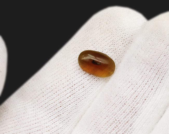 ほぼ完全な形態で虫が保存されている、約1億年前の極めて古い琥珀、バーマイト(Burmite)(その5)